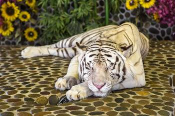 White Tiger in zoo in Pattaya, Thailand in a summer day