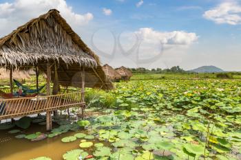 SIEM REAP, CAMBODIA - JUNE 11, 2018: Lotus farm near Siem Reap, Cambodia in a summer day