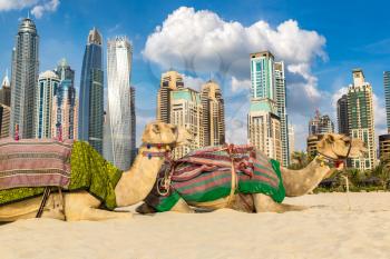 Camel in front of Dubai Marina in a summer day, United Arab Emirates