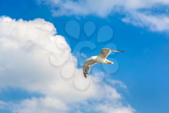 Big seagull in clear sky in a summer day