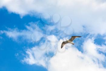 Big seagull in clear sky in a summer day
