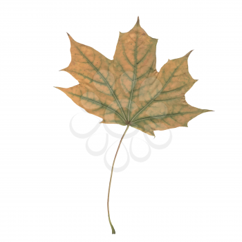 colorful illustration with autumn leaf on  a white background