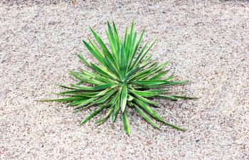 Green cactus with thorns. Cactus plants in garden. Cacti leaves.