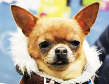 Beautiful little dog dressed in winter clothes.