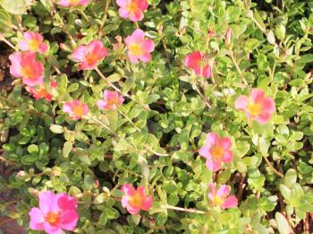 Pink Flowers at sun light