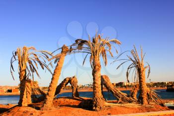 Old dead Palm Trees on the shore of the Beach.
