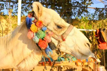 Camel's Head. White lonely domestic Camel. Face of Camel.