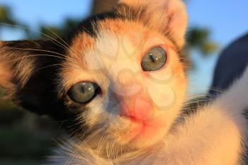 Tricolor domestic kitten. Head of  kitten. Cute kitten cat.