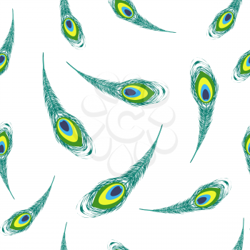 Set of Colorful Peacock Feathers Isolated on White Background