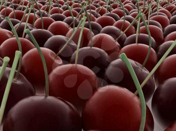 Sweet cherries on a white background