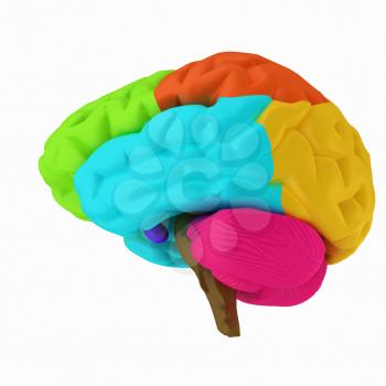 Colorfull human brain