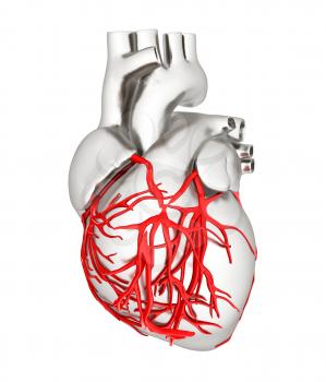 Human heart