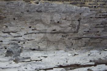 Wood texture, old board eaten by beetles