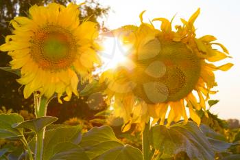 field of sunflowers and sun