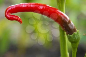 Red chili pepper under sun light, close-up