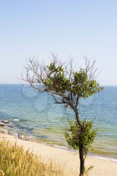 lonely tree against background of sea and sky
