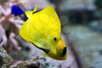 Image of zebrasoma yellow tang fish in aquarium