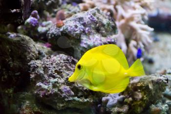 Image of zebrasoma yellow tang fish in aquarium