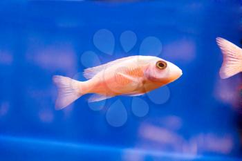 Photo of red aulonocara fish in aquarium