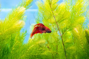 Photo of cockerel fish in blue water