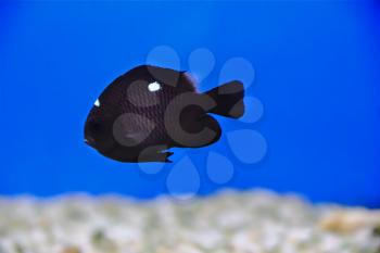 Image of aquarium fish in blue water