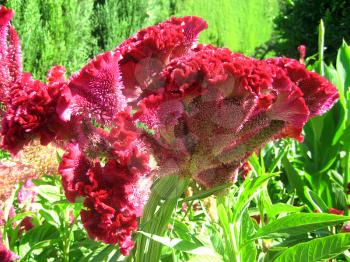 Red flower in garden Alhambra Granada Spain