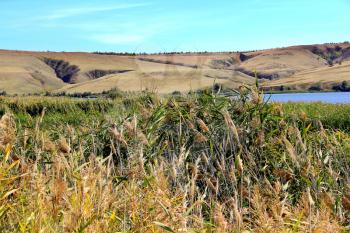 Summer beautiful landscape with ravine and bulrush