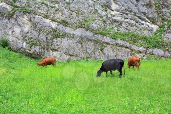 Image of three cows eating green grass near mountain