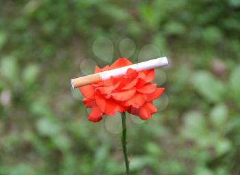 Image of red rose and cigarette on green background