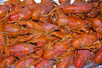 Photo of the lot red boiled crawfishes