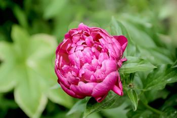 Image of pink peony on green background