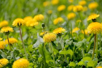Summer image of yellow dandelions on green background