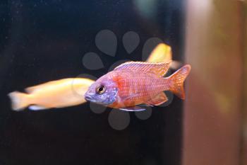 Photo of copadichromis kadango fish in aquarium tank swimming