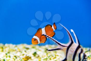Orange small fish with white strips in an aquarium