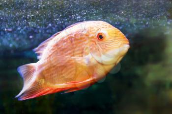 Photo of fish cichlasoma severum red pearl in aquarium
