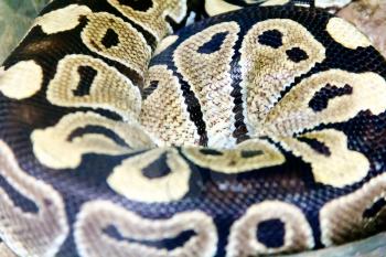 Photo of real boa snake python skin texture close up