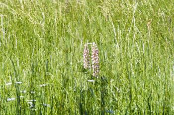 Photo of wild flowers on the green meadow