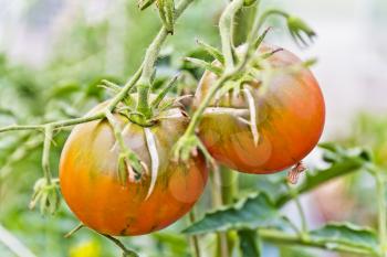 Photo of fresh green tomatos in the garden