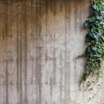 Green ivy on grey concrete textured wall background
