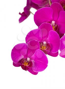 Violet orchid flowers, isolated on white. Floral background.