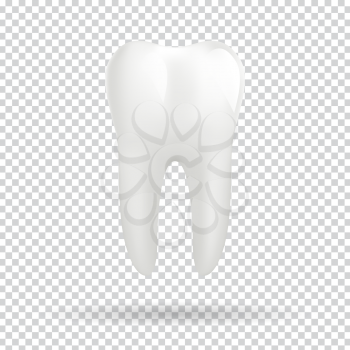 White molar tooth. Graphic design element for dentist advertisement, tooth paste poster, dental clinic flyer. Realistic drawing of human tooth. Vector illustration.