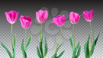 Tulips. Color vector tulips isolated on transparent background. Flowers in different shapes for your design and greetings, postcards card for your loved ones.