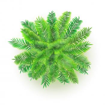 Green palm tree, vector 3D illustration isolated on white background. Top view on branches of coconut tree