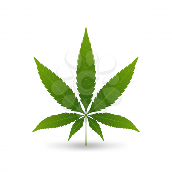 Hemp cannabis leaf on white background. Vector illustration