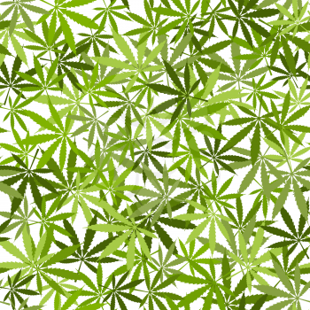 Marijuana leaves seamless pattern on white background. Vector illustration