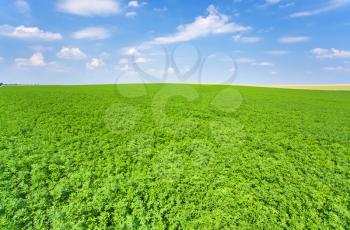 green lucerne field under blue sky in France