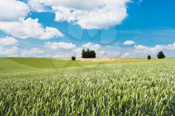 summer country scenery with wheat fields in France
