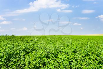 green lucerne field under blue sky in France