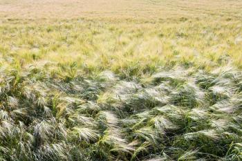 summer soft barley field