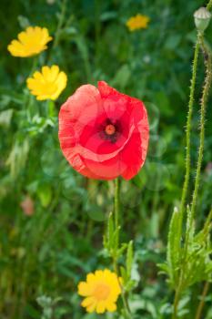 red poppy close up in meadow